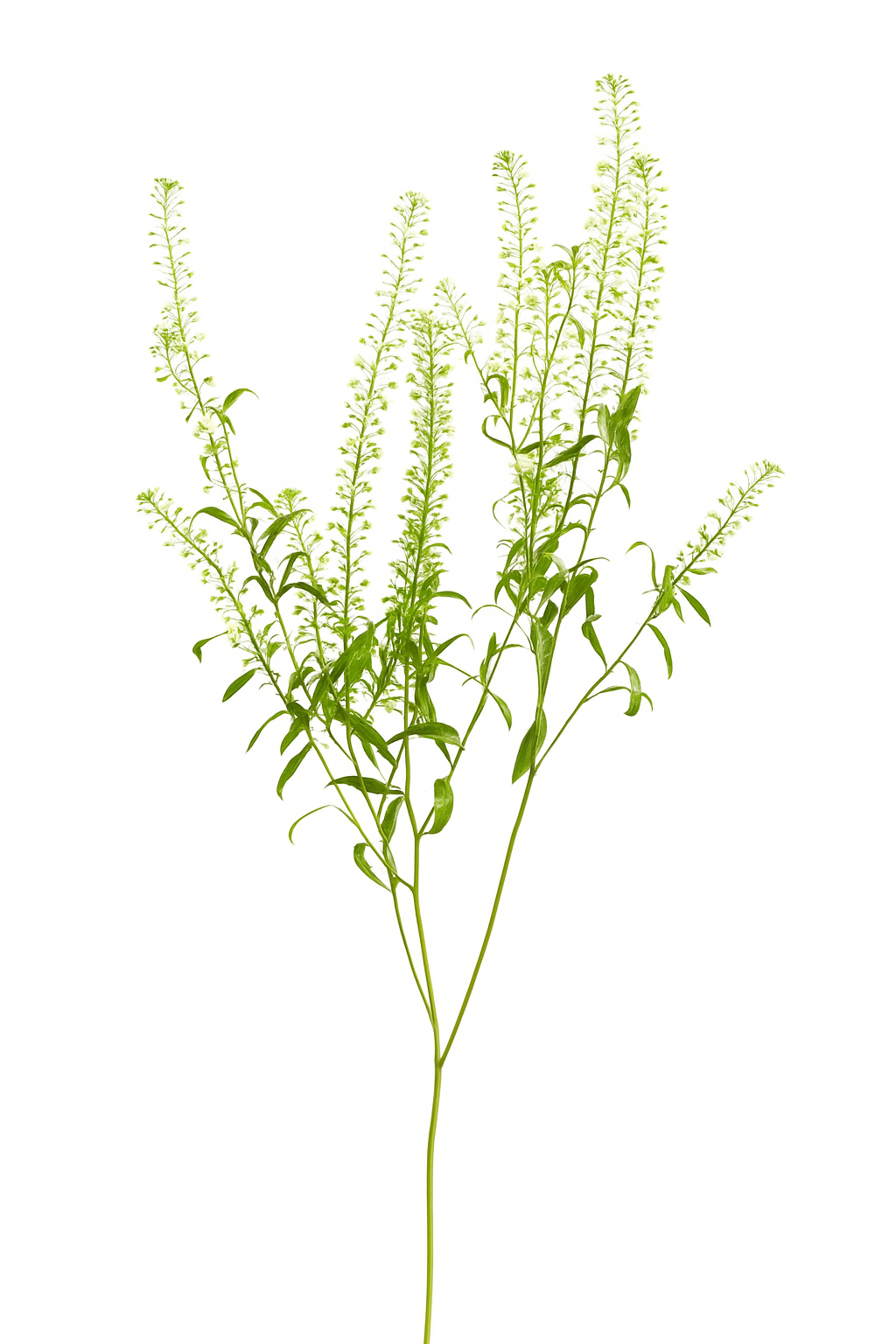 Greenbell Green Lepidium Agriver