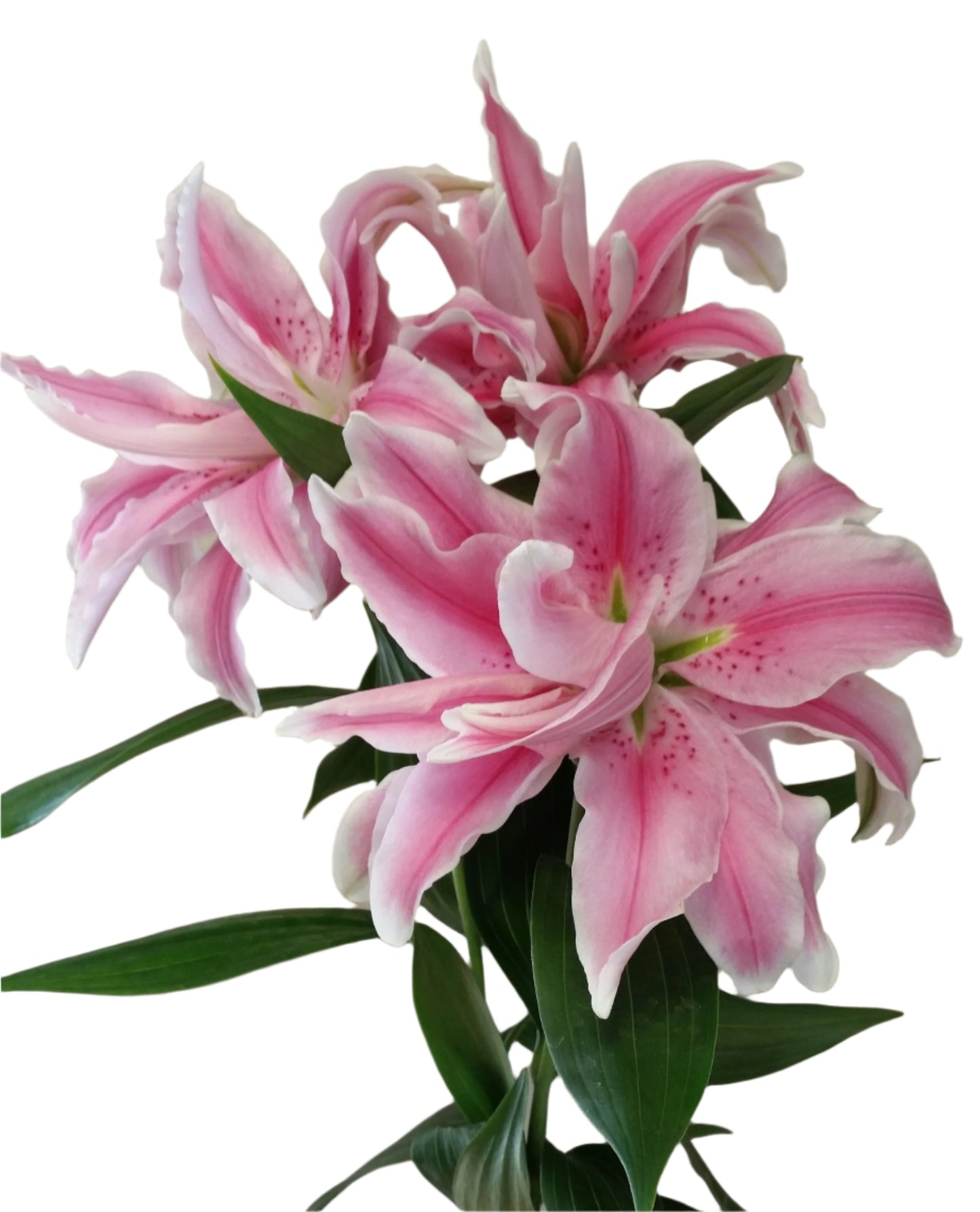 Stunning Oriental British Lilies