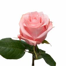 Impressive looking Ecuadorian roses