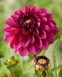 Special Offers Flowers British Dahlias Multiple Varieties