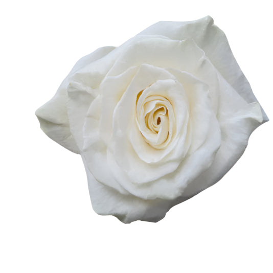 Impressive looking Ecuadorian roses