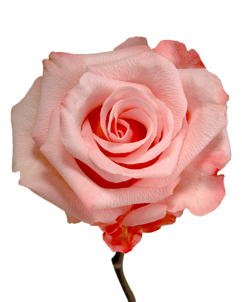 Impressive looking Ecuadorian roses