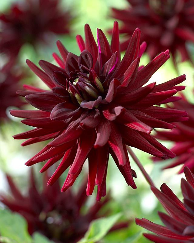 Special Offers Flowers British Dahlias Multiple Varieties