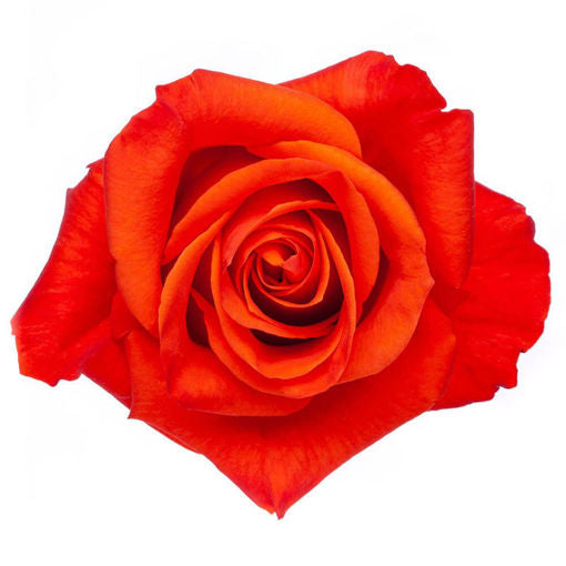 High quality Kenyan roses