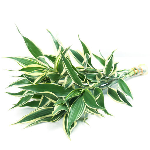 Lush green foliage stems