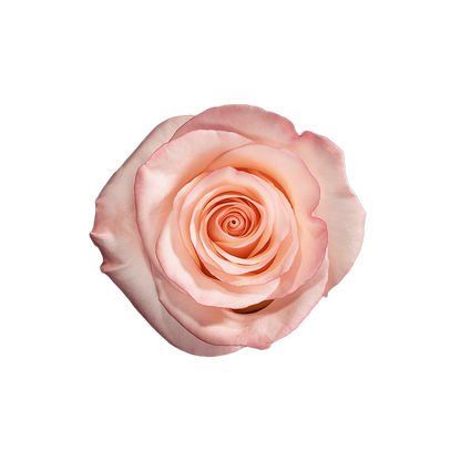 Rose Pink Rhoslyn Royal Flowers