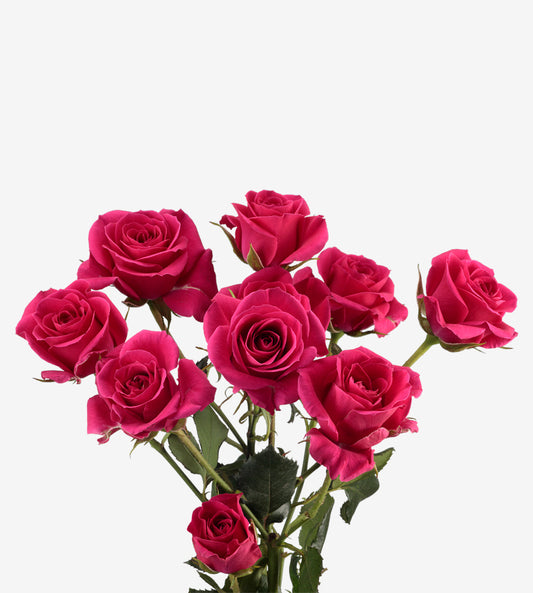 Spray Rose Gem Star Cerise Wayuu  Colombia