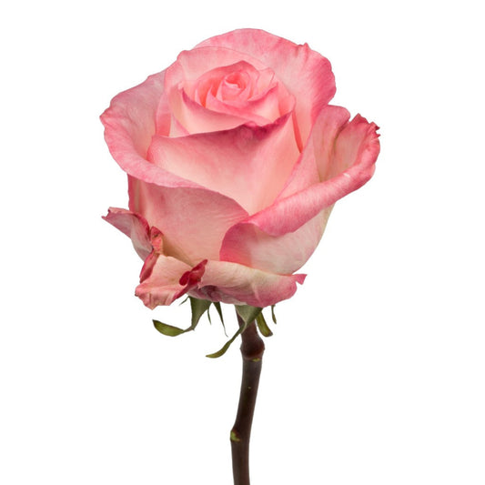 Impressive looking Ecuadorian roses