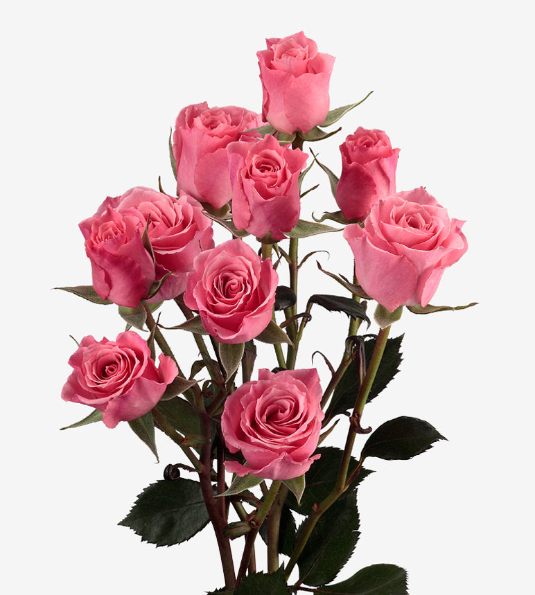 Spray Rose Eva Pink Wayuu Colombia