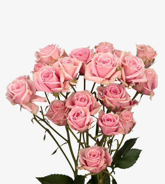 Spray Rose Pink Sweet Sensation Wayuu Colombia