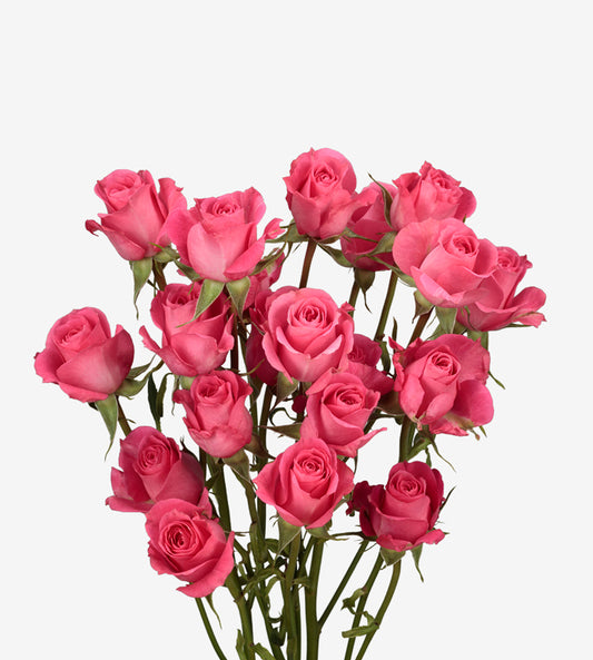 Spray Rose Twinkle Bride Pink Wayuu Colombia