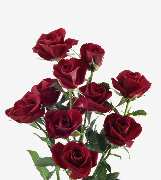 Spray Rose Rubicon Red Wayuu Colombia