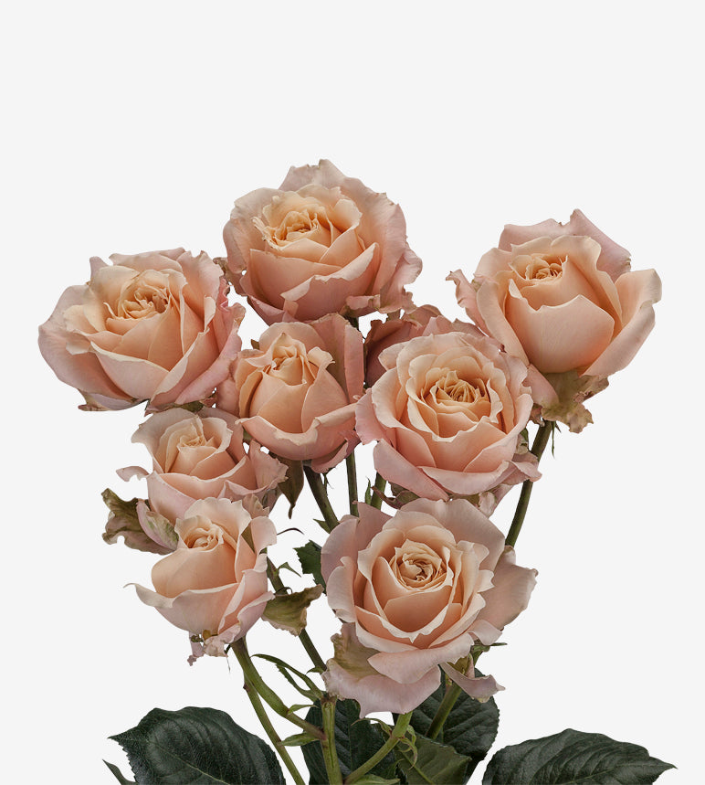 Spray Rose Peach Sahara Sensation Wayuu Colombia