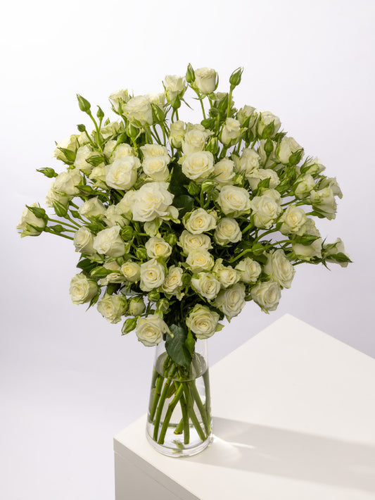 Impressive Kenyan Spray Roses 