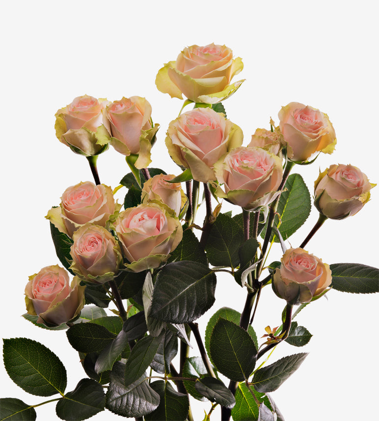 Spray Rose Irishka Pink Wayuu Colombia – Sourcing @ MM Flowers