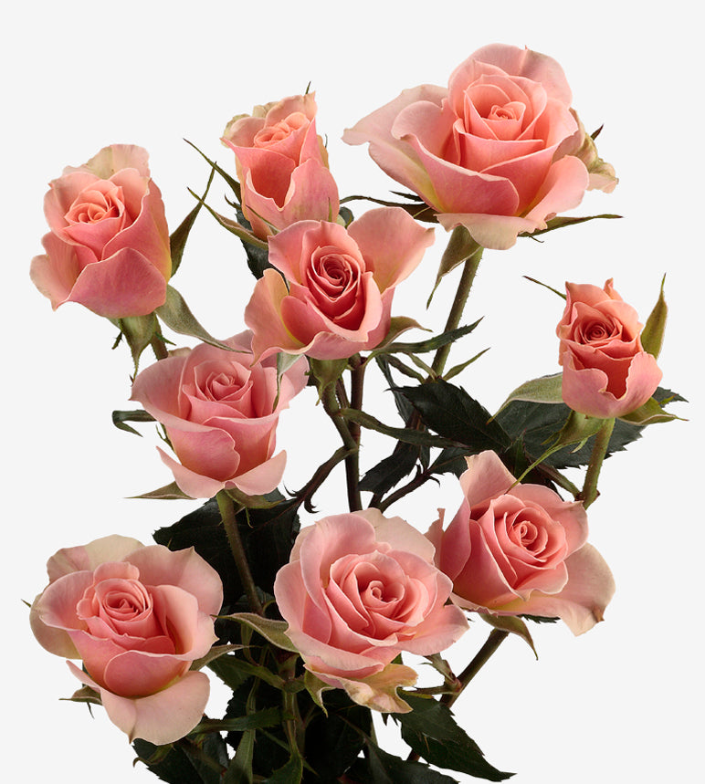 Spray Rose Ilse Pink Wayuu Colombia