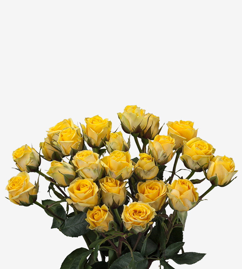 Spray Rose Bora Bora Yellow Wayuu Colombia