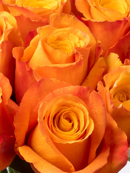 Premium Kenyan Roses grown at High-altitude
