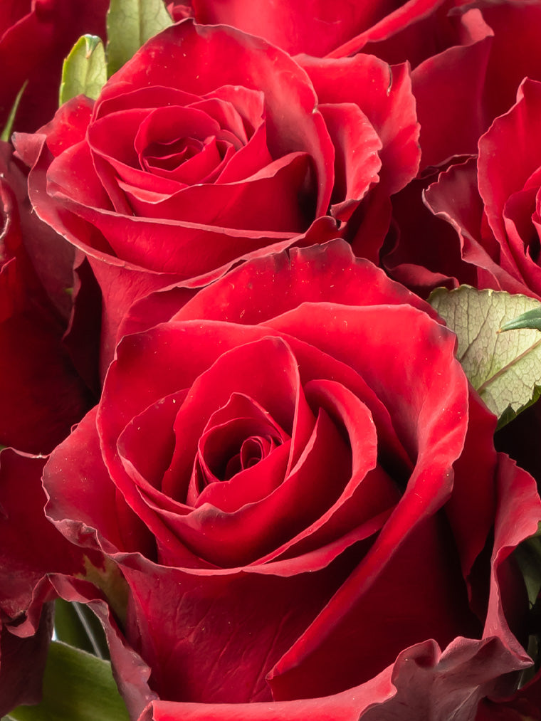 Premium Kenyan Roses grown at High-altitude