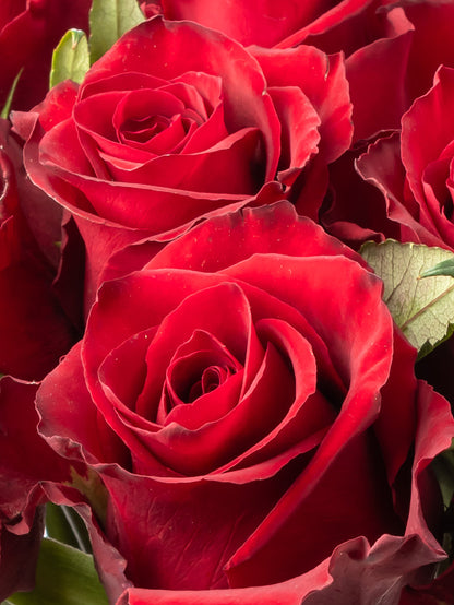 Premium Kenyan Roses grown at High-altitude