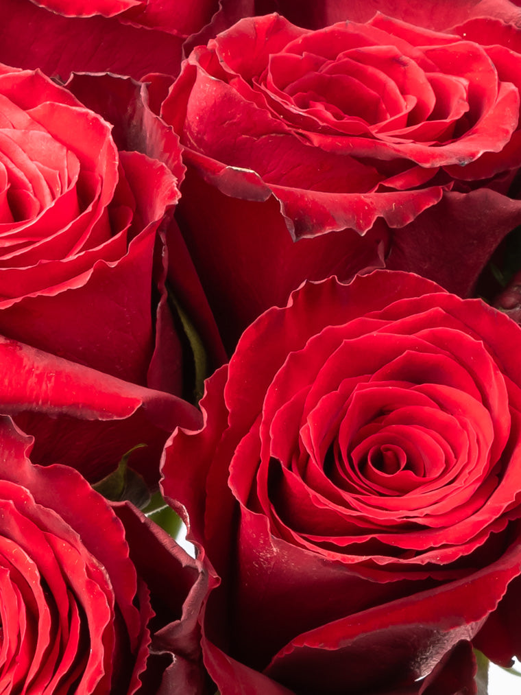 Premium Kenyan Roses grown at High-altitude