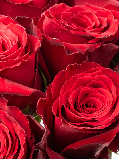 Premium Kenyan Roses grown at High-altitude