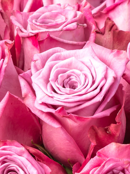 Premium Kenyan Roses grown at High-altitude