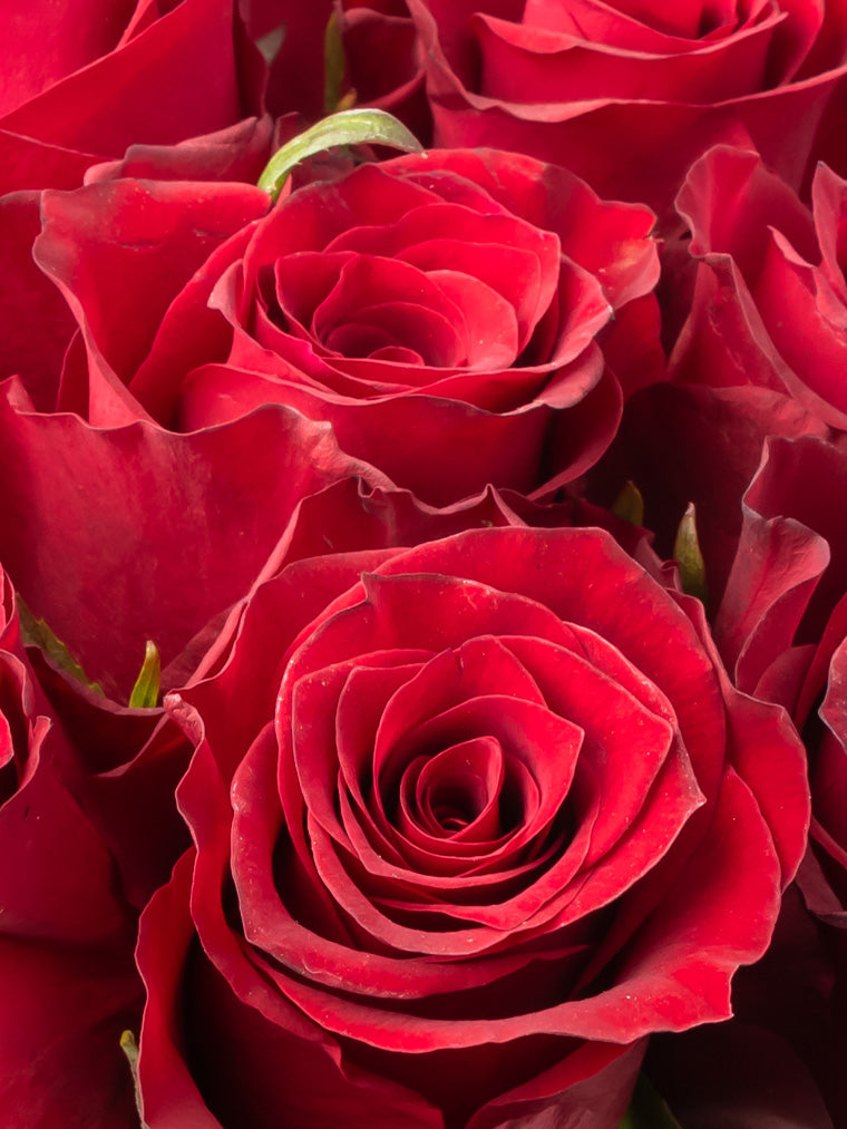 Premium Kenyan Roses grown at High-altitude
