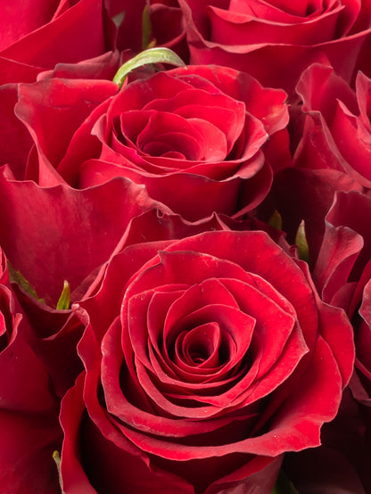 Premium Kenyan Roses grown at High-altitude