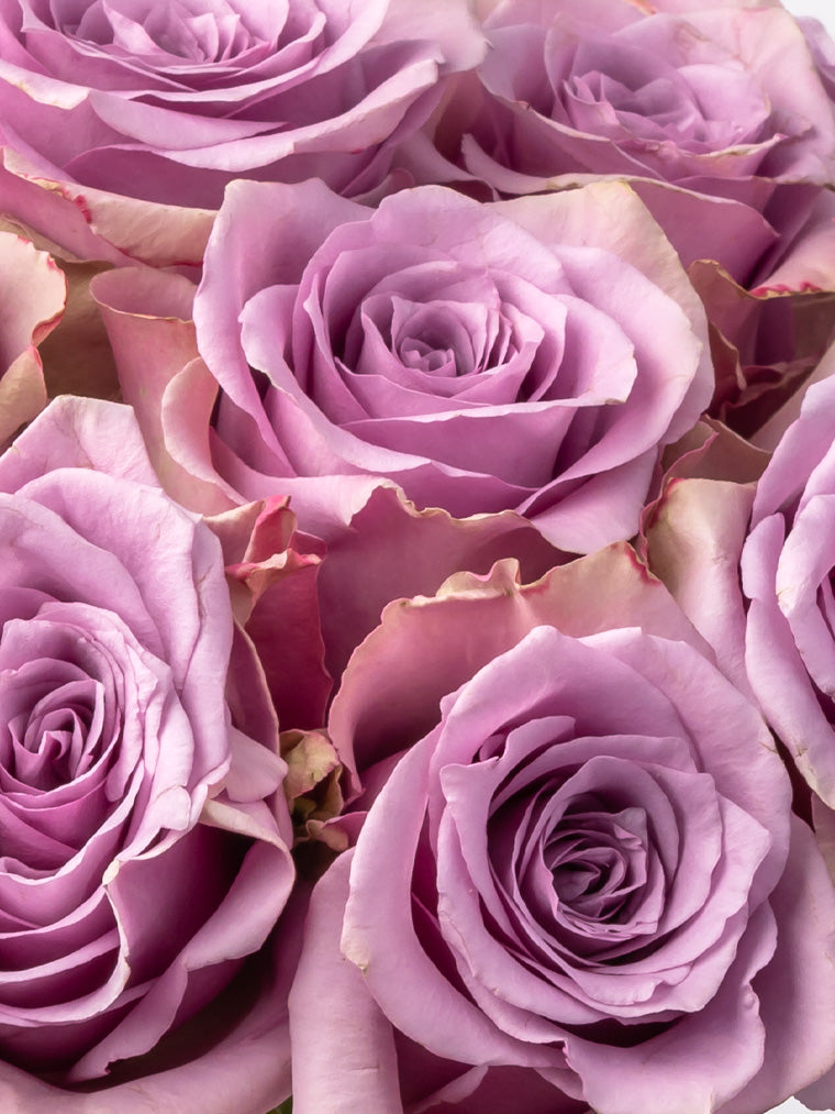 Premium Kenyan Roses grown at High-altitude