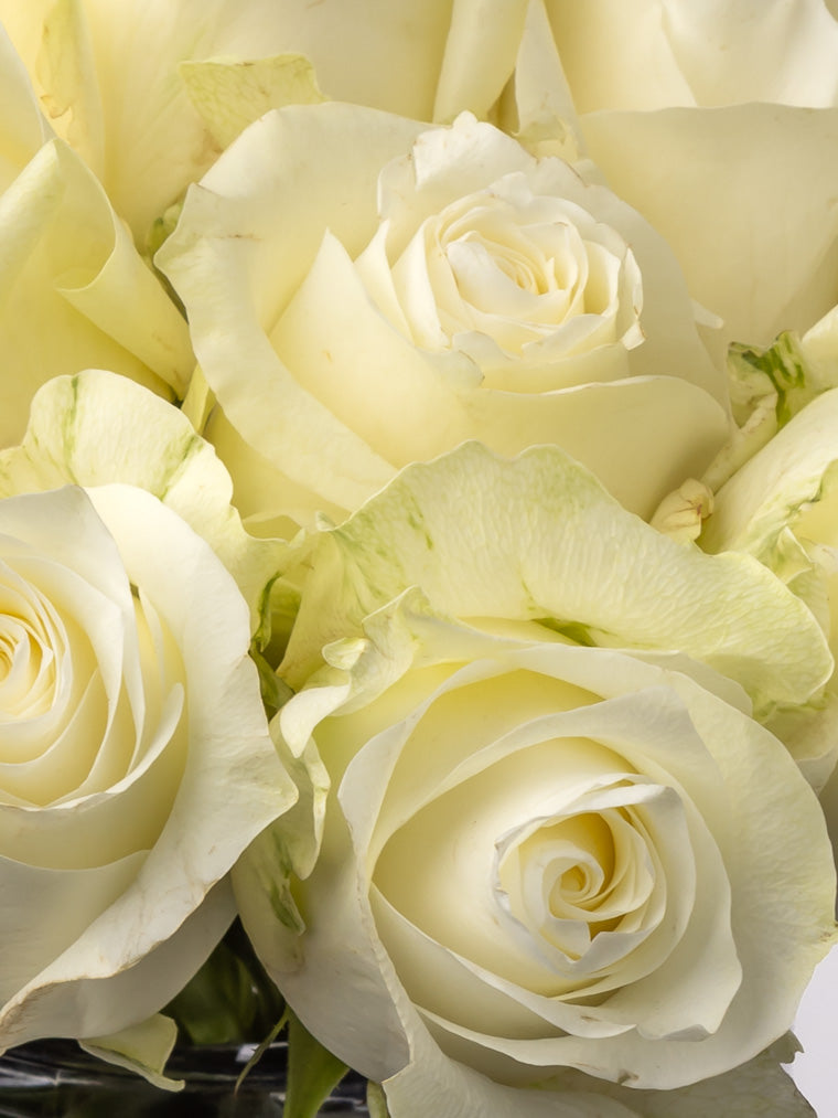 Premium Kenyan Roses grown at High-altitude