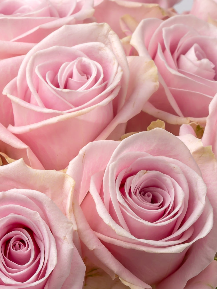 Premium Kenyan Roses