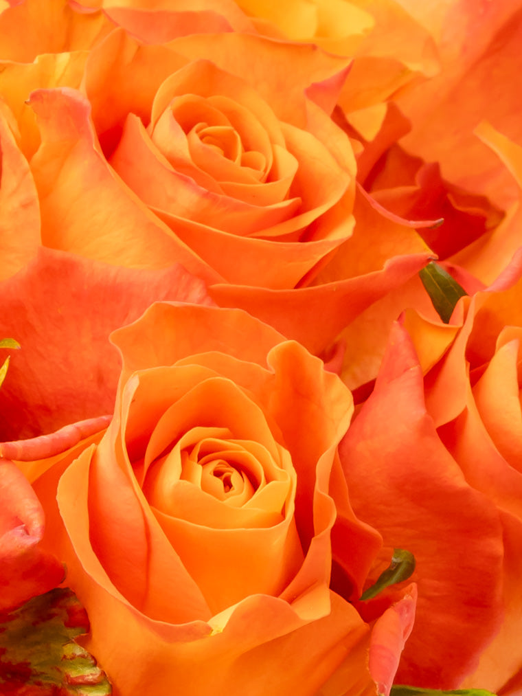 Premium Kenyan Roses