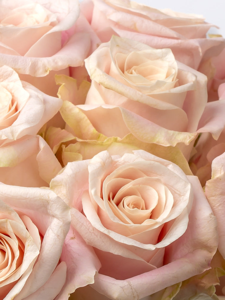 Premium Kenyan Roses