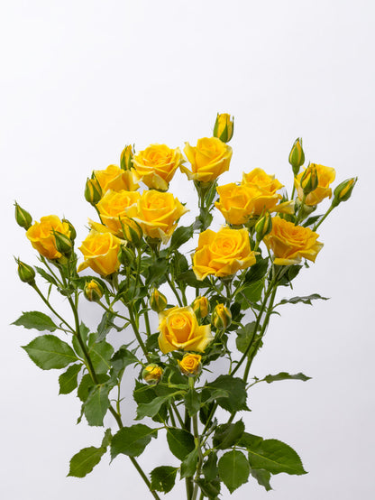 Impressive Kenyan Spray Roses 