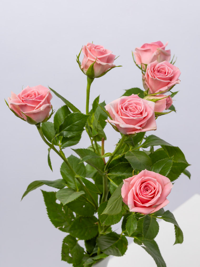 Impressive Kenyan Spray Roses 