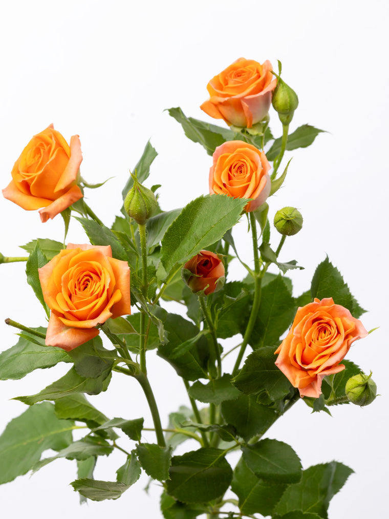 Impressive Kenyan Spray Roses 