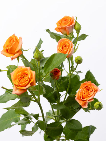 Impressive Kenyan Spray Roses 