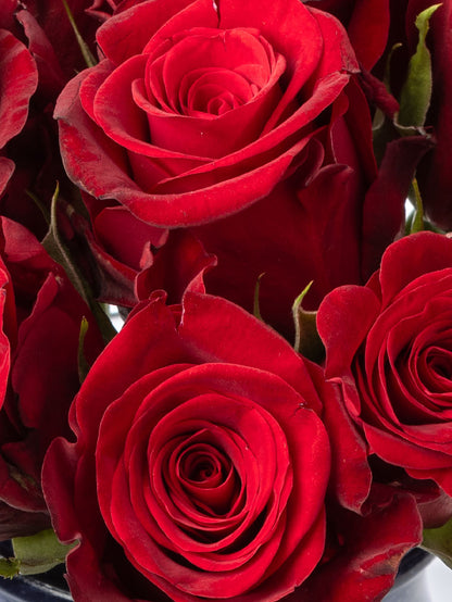 High quality Kenyan roses