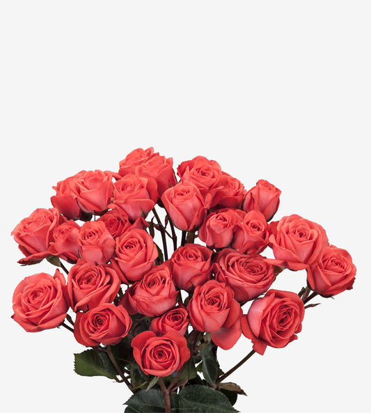 Spray Rose Corcega Red Wayuu Colombia