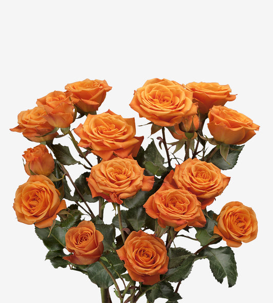 Spray Rose Orange Sensation Orange Wayuu Colombia