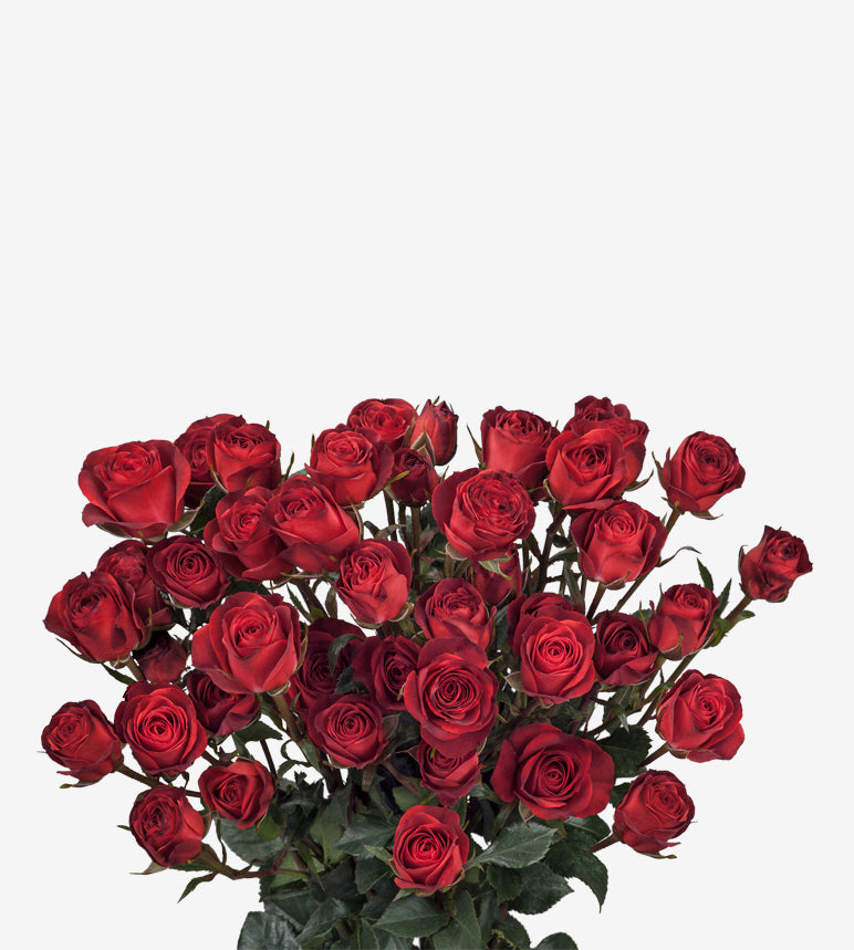 Spray Rose Sicilia Red Wayuu Colombia – Sourcing @ MM Flowers