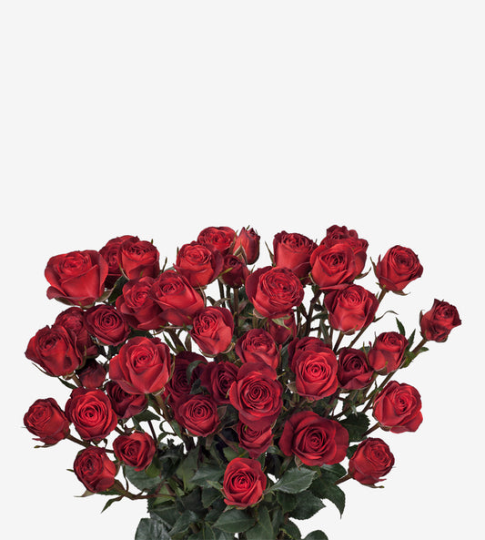 Spray Rose Sicilia Red Wayuu Colombia