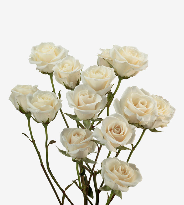 Spray Rose Majolika White Wayuu Colombia