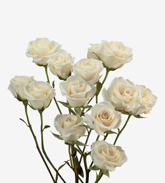 Spray Rose Majolika White Wayuu Colombia