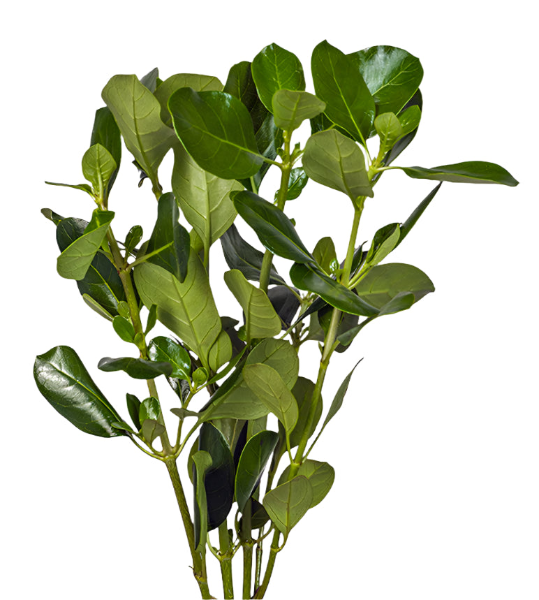 Lush green foliage stems