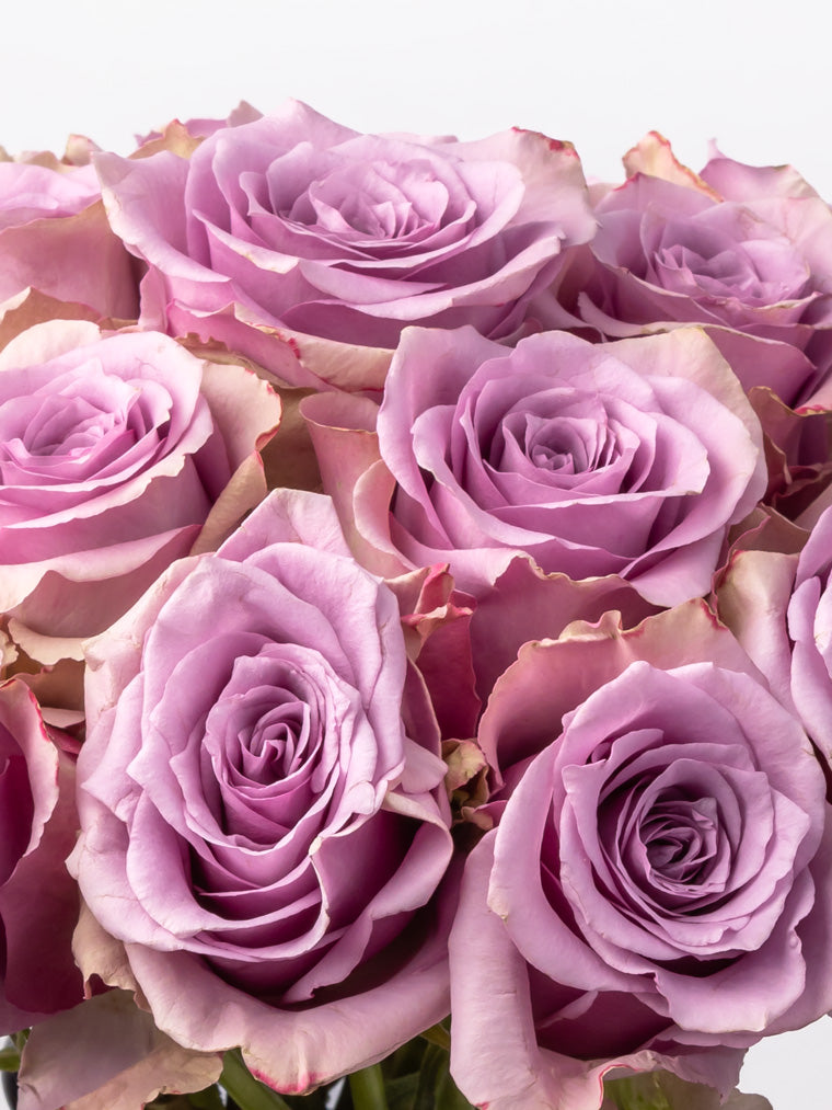 Premium Kenyan Roses grown at High-altitude