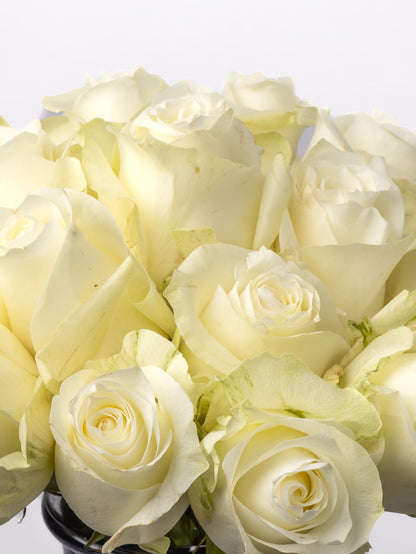 Premium Kenyan Roses grown at High-altitude