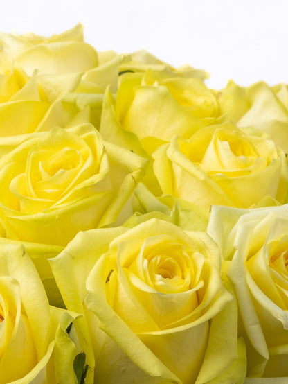 Premium Kenyan Roses
