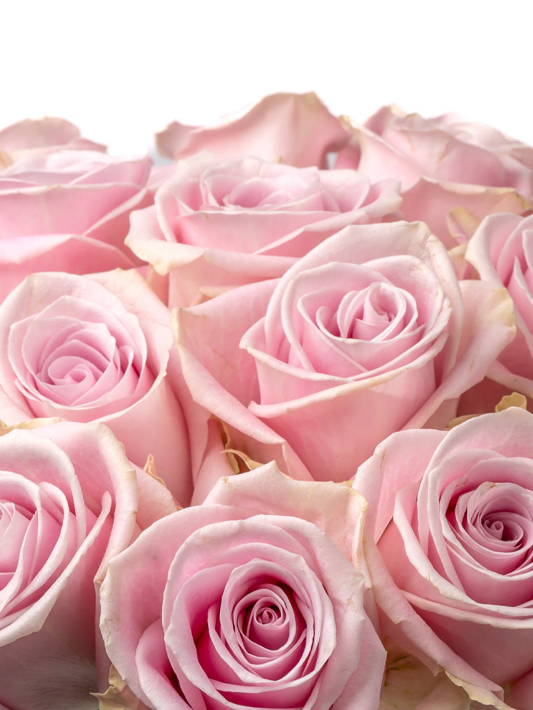 Premium Kenyan Roses